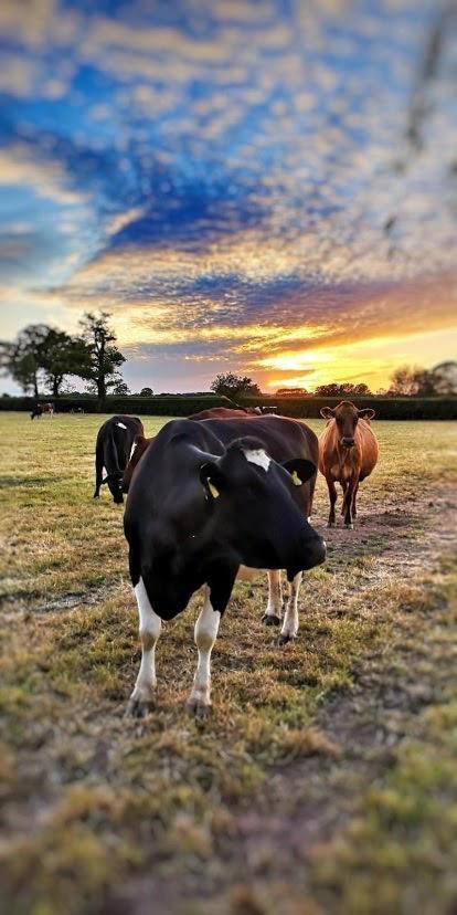New Farm Cheshire Holidays Уинсфорд Экстерьер фото